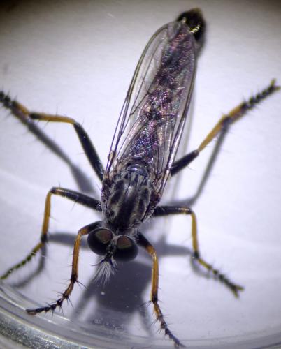 Réf. 345 844 : Neomochtherus geniculatus